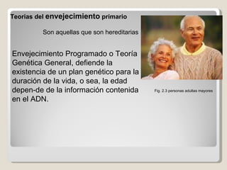 Teorias del  envejecimiento  primario Son aquellas que son hereditarias  Envejecimiento Programado o Teoría Genética General, defiende la existencia de un plan genético para la duración de la vida, o sea, la edad depen­de de la información contenida en el ADN. Fig. 2.3 personas adultas mayores 