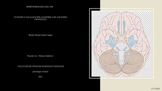 MORFOFISIOLOGIA DEL SNC
FUNCIÓN Y LOCALIZACIÓN ANATÓMICA DE LOS PARES
CRANEALES
Wendy Dayana Suarez Segua
Docente Lic.: Monica Sandoval
FACULTAD DE CIENCIAS HUMANAS Y SOCIALES
psicología (virtual)
2021
11/12/2021
 