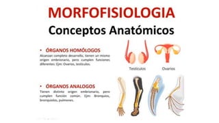 morfofisiologia.pptx