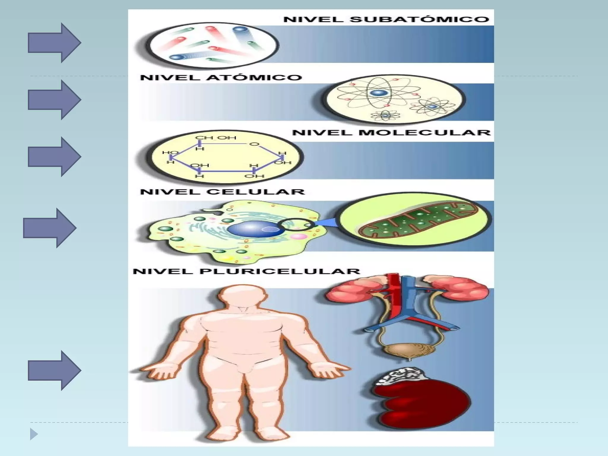 Morfofisiologia Humana 1 Clase[1] | PPT