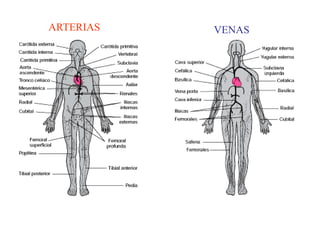 ARTERIAS VENAS