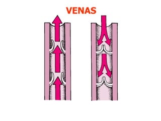 VENAS