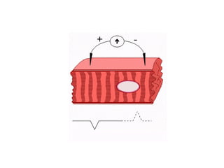 MORFOFISIOLOGIA CARDIACO.pdf