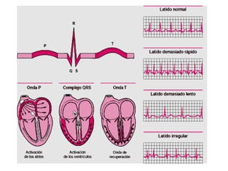 MORFOFISIOLOGIA CARDIACO.pdf