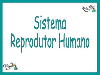 Sistema Reprodutor Humano 