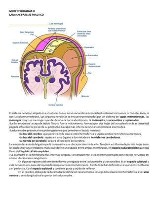 MORFOFISIOLOGIAIII
LAMINAS PARCIAL PRACTICO
El sistemanerviosoalojadoenestructuras óseas,nose encuentraencontactodirectoconloshuesos,ni conel cráneo,ni
con la columna vertebral. Los órganos nerviosos se encuentran rodeados por un sistema de capas membranosas, las
meninges. Hay tres meninges que desde afuera hacia adentro son: la duramadre, la aracnoides y la piamadre.
-La duramadre es la capa de tejido fibroso fuerte más externo,formada por dos hojas de las cuales la más externa está
pegada al hueso y representa su periósteo. La capa más interna se une a la membrana aracnoidea.
-La duramadre presenta tres prolongaciones que penetran el tejido nervioso:
>La hoz del cerebro: que penetra en la cisura interehemisférica y separa ambos hemisferios cerebrales.
>La hoz del cerebelo: separa en este órgano a dos mitades o hemisferios cerebelosos.
>La tienda del cerebelo: separa el cerebelo del cerebro.
La aracnoidesesmásdelgadaque la duramadre y se ubica por dentrode ella.Tambiénestáformadapordos hojasentre
las cuales hay una verdadera malla que define un espacio entre ambas membranas, el espacio subaracnoideo que está
lleno del líquido céfalo-raquídeo.
>La piamadre eslamembranamásinternaydelgada.Estransparente,estáeníntimocontactoconel tejidonerviosoyen
ella se ubican vasos sanguíneos.
En algunasregionesdel cerebrose formaunespacioentre laduramadre ylaaracnoides.Es el espaciosubdural y
estállenoconuna capa de líquidodensoque actúa comolubricante. Tambiénse handefinidounespacioentre el hueso
y el periostio. Es el espacio epidural y contiene grasa y tejido de relleno.
En el cerebro,debajode laduramadre se define uncanal venosoalolargode lacisurainterhemisférica,eselseno
venoso o seno longitudinal superior de la duramadre.
 