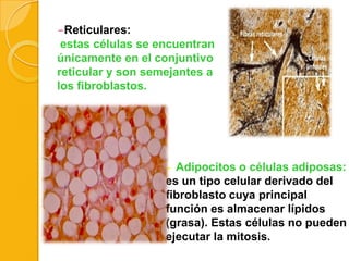 -Reticulares:
estas células se encuentran
únicamente en el conjuntivo
reticular y son semejantes a
los fibroblastos.

- Adipocitos o células adiposas:

es un tipo celular derivado del
fibroblasto cuya principal
función es almacenar lípidos
(grasa). Estas células no pueden
ejecutar la mitosis.

 