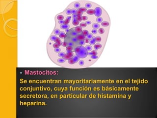 Mastocitos:
Se encuentran mayoritariamente en el tejido
conjuntivo, cuya función es básicamente
secretora, en particular de histamina y
heparina.


 
