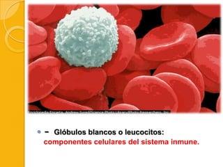

-

Glóbulos blancos o leucocitos:
componentes celulares del sistema inmune.

 