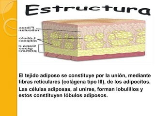 El tejido adiposo se constituye por la unión, mediante
fibras reticulares (colágena tipo lll), de los adipocitos.
Las células adiposas, al unirse, forman lobulillos y
estos constituyen lóbulos adiposos.

 
