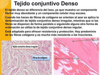 Tejido conjuntivo Denso
El tejido denso se diferencia del laxo, ya que muestra un componente
fibrilar muy abundante y un componente celular muy escaso.
Cuando los haces de fibras de colágeno se orientan al azar se aplica la
denominación de tejido conjuntivo denso irregular, mientras que si las
fibras se disponen de forma paralela o siguiendo alguna otra forma de
ordenación se utiliza la de tejido conjuntivo denso regular.
Está adaptado para ofrecer resistencia y protección. Hay predominio
de las fibras colágeno y es mucho más resistente a las tracciones.

 