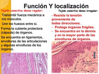 Función Y localización

Tejido conectivo denso regular:

Transmitir fuerza mecánica a
los músculos.
Unir los huesos entre si.
Forma la cubierta protectora
(cápsula) de órganos.
Se encuentra en ligamentos,
envolturas de las articulaciones
y algunas envolturas de los
órganos.

Tejido conectivo denso irregular:

- Resiste la tensión
proveniente de
todas direcciones.
- Protege órganos frágiles.
- Se encuentra en la dermis
y en la mayor parte de las
envolturas de órganos.

 