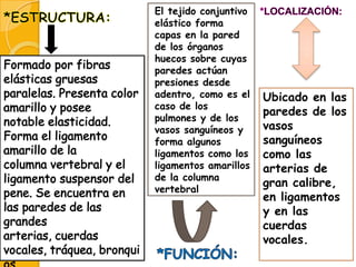 El tejido conjuntivo
elástico forma
capas en la pared
de los órganos
huecos sobre cuyas
paredes actúan
presiones desde
adentro, como es el
caso de los
pulmones y de los
vasos sanguíneos y
forma algunos
ligamentos como los
ligamentos amarillos
de la columna
vertebral

Ubicado en las
paredes de los
vasos
sanguíneos
como las
arterias de
gran calibre,
en ligamentos
y en las
cuerdas
vocales.

 