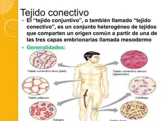 Tejido conectivo




El “tejido conjuntivo”, o también llamado “tejido
conectivo”, es un conjunto heterogéneo de tejidos
que comparten un origen común a partir de una de
las tres capas embrionarias llamada mesodermo
Generalidades:

 