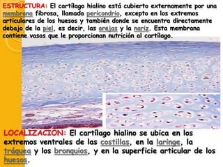 ESTRUCTURA: El cartílago hialino está cubierto externamente por una
membrana fibrosa, llamada pericondrio, excepto en los extremos
articulares de los huesos y también donde se encuentra directamente
debajo de la piel, es decir, las orejas y la nariz. Esta membrana
contiene vasos que le proporcionan nutrición al cartílago.

LOCALIZACIÓN: El cartílago hialino se ubica en los
extremos ventrales de las costillas, en la laringe, la
tráquea y los bronquios, y en la superficie articular de los
huesos.

 
