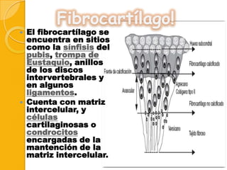 Fibrocartílago!

El fibrocartílago se
encuentra en sitios
como la sínfisis del
pubis, trompa de
Eustaquio, anillos
de los discos
intervertebrales y
en algunos
ligamentos.
 Cuenta con matriz
intercelular, y
células
cartilaginosas o
condrocitos
encargadas de la
mantención de la
matriz intercelular.


 