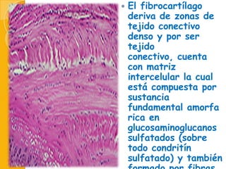 

El fibrocartílago
deriva de zonas de
tejido conectivo
denso y por ser
tejido
conectivo, cuenta
con matriz
intercelular la cual
está compuesta por
sustancia
fundamental amorfa
rica en
glucosaminoglucanos
sulfatados (sobre
todo condritín
sulfatado) y también

 