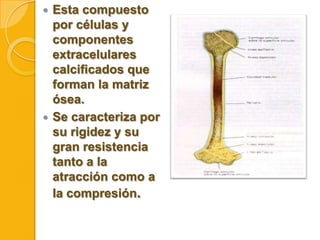 Esta compuesto
por células y
componentes
extracelulares
calcificados que
forman la matriz
ósea.
 Se caracteriza por
su rigidez y su
gran resistencia
tanto a la
atracción como a
la compresión.


 