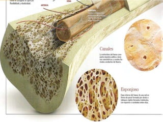 






Tipos de tejido óseo:
tejido óseo esponjoso: constituido por
laminas entrecruzadas, tiene forma de red
y entre las cavidades se encuentra la
medula ósea.
Tejido compacto: consta de periostio
(membrana que cubre al hueso), cavidad
medular y de endostio
(membrana que cubre la cavidad
medular). tejido areolar: se encuentra en
la cavidad de la medula ósea de los
huesos largos, en forma de delgadas
laminas, y van desde una pared a la otra
entrecruzándose.

 