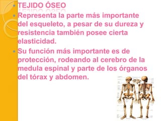 TEJIDO ÓSEO
 Representa la parte más importante
del esqueleto, a pesar de su dureza y
resistencia también posee cierta
elasticidad.
 Su función más importante es de
protección, rodeando al cerebro de la
medula espinal y parte de los órganos
del tórax y abdomen.


 