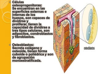

Células
osteoprogenitoras:
Se encuentran en las
superficies externas e
internas de los
huesos, son capaces de
dividirse y
proliferar, tienen la
capacidad de dividirse a
tres tipos celulares, son
adipocitos, condroblastos
y fibroblastos.



Osteoblastos:
Secreta colágeno y
osteoide, tienen forma
cuboide o poliédrica y son
de agrupación
monoestratificada.

 