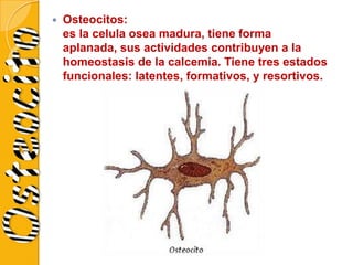 

Osteocitos:
es la celula osea madura, tiene forma
aplanada, sus actividades contribuyen a la
homeostasis de la calcemia. Tiene tres estados
funcionales: latentes, formativos, y resortivos.

 