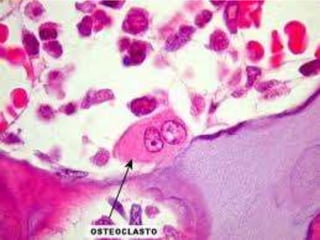 Morfofisiologia, tejido conectivo