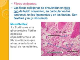 


Fibras colágenas:
Las fibras colágenas se encuentran en todo
tipo de tejido conjuntivo, en particular en los
tendones, en los ligamentos y en las fascias. Son
flexibles y muy resistentes.

Microfibrillas:
La fibrilina es una
glicoproteína fibrilar
asociada
especialmente a las
fibras elásticas que
abunda en la lámina
basal de los epitelios.

 