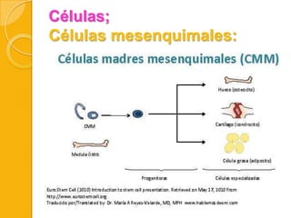 Células;
Células mesenquimales:

 