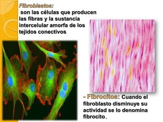 son las células que producen
las fibras y la sustancia
intercelular amorfa de los
tejidos conectivos

Cuando el
fibroblasto disminuye su
actividad se lo denomina
fibrocito.

 