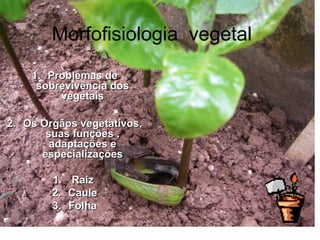 Morfofisiologia vegetal
1.1. Problemas deProblemas de
sobrevivência dossobrevivência dos
vegetaisvegetais
2.2. Os Órgãos vegetativos,Os Órgãos vegetativos,
suas funções ,suas funções ,
adaptações eadaptações e
especializaçõesespecializações
1.1. RaizRaiz
2.2. CauleCaule
3.3. FolhaFolha
 