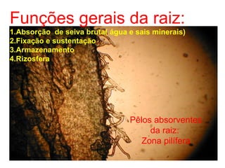 Pêlos absorventes
da raiz:
Zona pilífera
Funções gerais da raiz:
1.Absorção de seiva bruta( água e sais minerais)
2.Fixação e sustentação
3.Armazenamento
4.Rizosfera
 