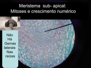 Meristema sub- apical:
Mitoses e crescimento numérico
Não
Há
Gemas
laterais
Nas
raízes
 
