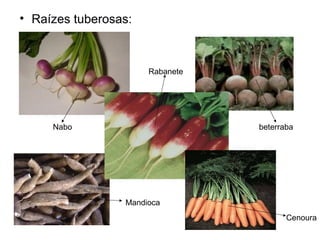 • Raízes tuberosas:
Nabo
Rabanete
beterraba
Mandioca
Cenoura
 