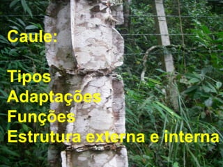 Caule:
Tipos
Adaptações
Funções
Estrutura externa e interna
 