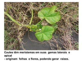 Caules têm meristemas em suas gemas laterais e
apical
- originam folhas e flores, podendo gerar raízes.
 