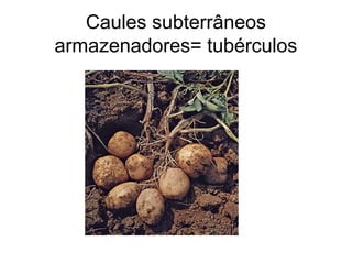 Caules subterrâneos
armazenadores= tubérculos
 