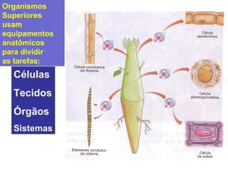 Células
Tecidos
Órgãos
Sistemas
Organismos
Superiores
usam
equipamentos
anatômicos
para dividir
as tarefas:
 
