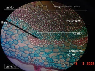 cuticula
amido
amido
Parênquima
córtex
floema
Câmbio
metaxilema
Parênquima amilífero - medula
 