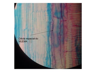Célula especial do
XILEMA
 