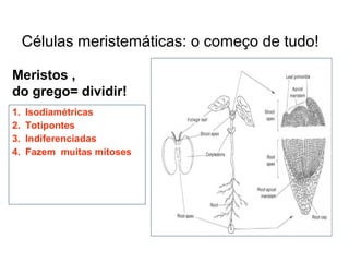 Meristos ,
do grego= dividir!
1. Isodiamétricas
2. Totipontes
3. Indiferenciadas
4. Fazem muitas mitoses
Células meristemáticas: o começo de tudo!
 