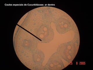 Caules especiais de Cucurbitáceas: ar dentro
 
