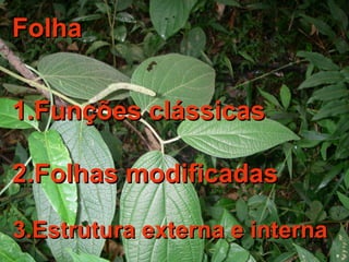 FolhaFolha
1.Funções clássicas1.Funções clássicas
2.Folhas modificadas2.Folhas modificadas
3.Estrutura externa e interna3.Estrutura externa e interna
 