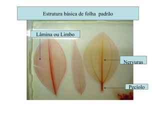 Lâmina ou Limbo
Estrutura básica de folha padrão
Nervuras
Pecíolo
 