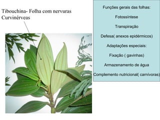 Tibouchina- Folha com nervuras
Curvinérveas
Funções gerais das folhas:
Fotossíntese
Transpiração
Defesa( anexos epidérmicos)
Adaptações especiais:
Fixação ( gavinhas)
Armazenamento de água
Complemento nutricional( carnívoras)
 