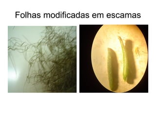 Folhas modificadas em escamas
 