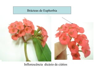 Brácteas de Euphorbia
Inflorescência dicásio de ciátios
 