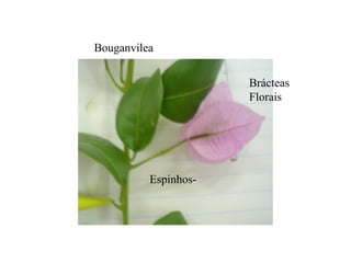 Espinhos-
Brácteas
Florais
Bouganvilea
 