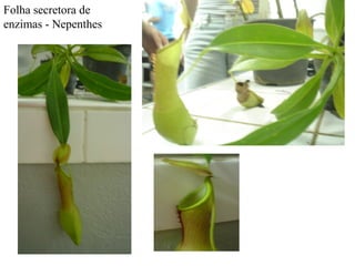 Folha secretora de
enzimas - Nepenthes
 