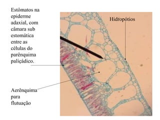Estômatos na
epiderme
adaxial, com
câmara sub
estomática
entre as
células do
parênquima
paliçádico.
Aerênquima
para
flutuação
Hidropótios
 